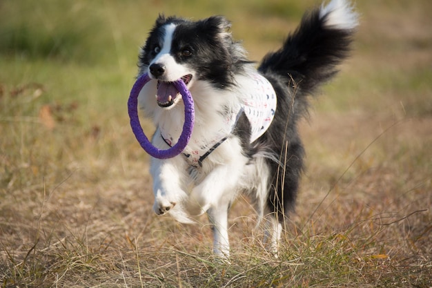 犬のクローズアップ