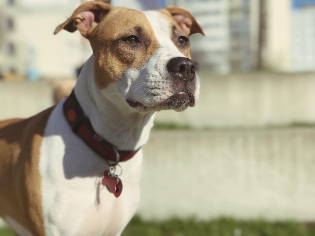 close-up of dog