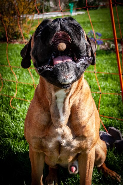 Foto prossimo piano del cane