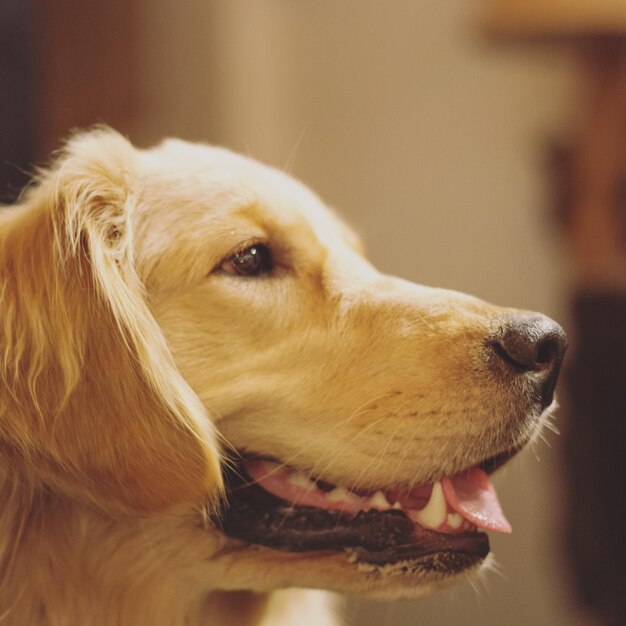 Close-up of dog