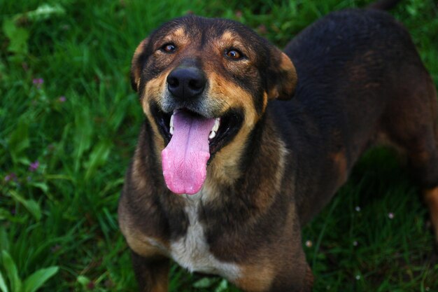 Close-up of dog