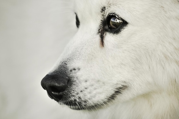 close-up of dog