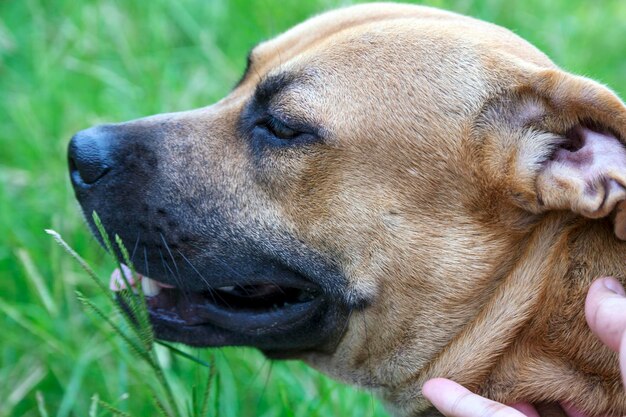 Close-up of a dog