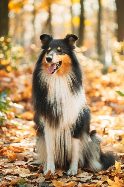 犬のクローズアップ