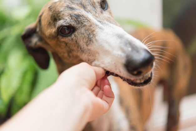 Foto close-up di un cane