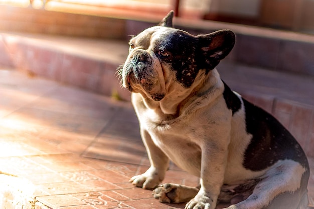 Close-up of dog