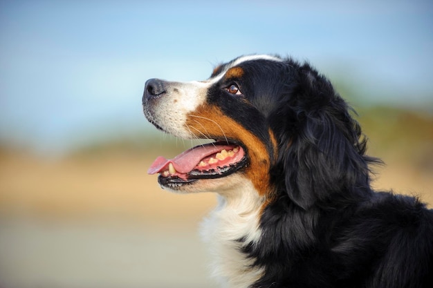 犬のクローズアップ