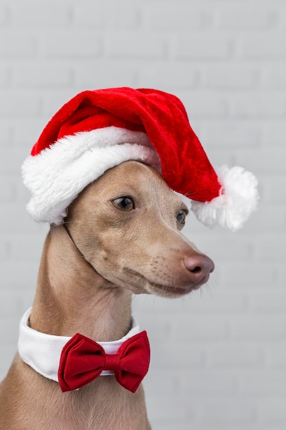 Photo close-up of a dog