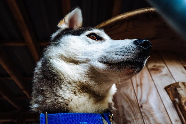 Foto prossimo piano del cane