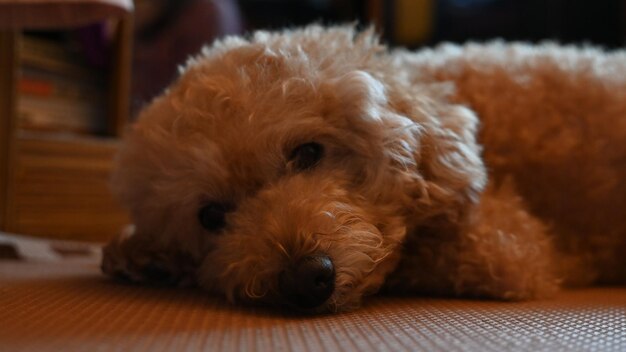 Photo close-up of dog