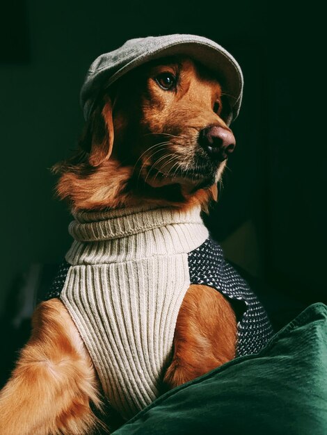 close-up of dog