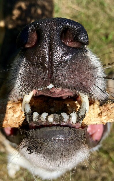 Foto close-up di un cane