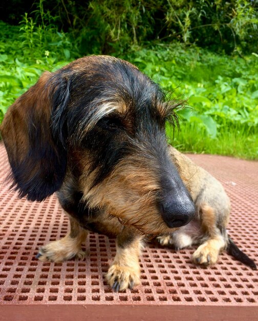 Foto close-up di un cane