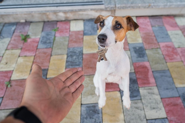 Photo close-up of dog