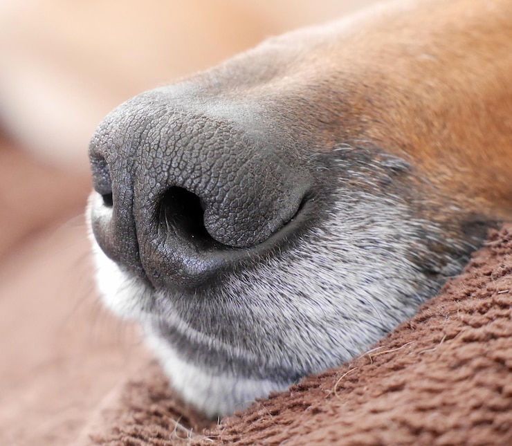Photo close-up of a dog