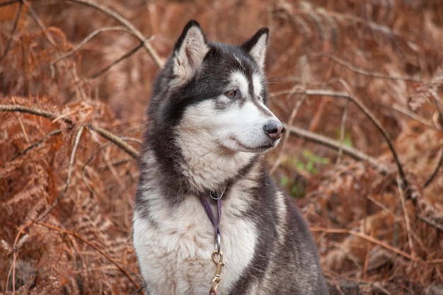 Photo close-up of dog