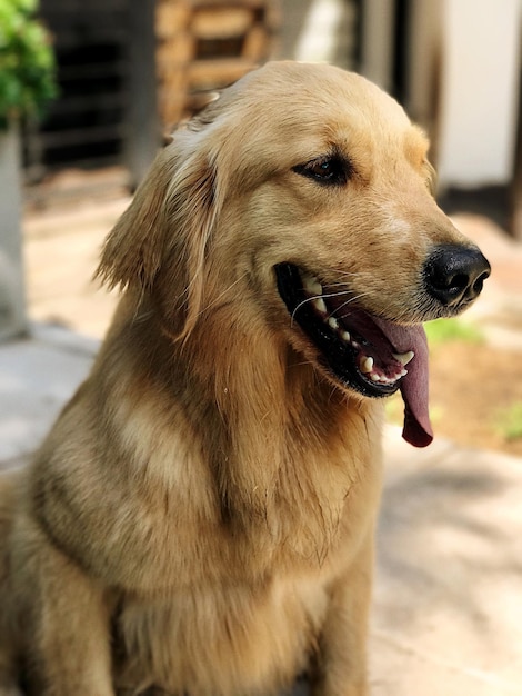 犬のクローズアップ