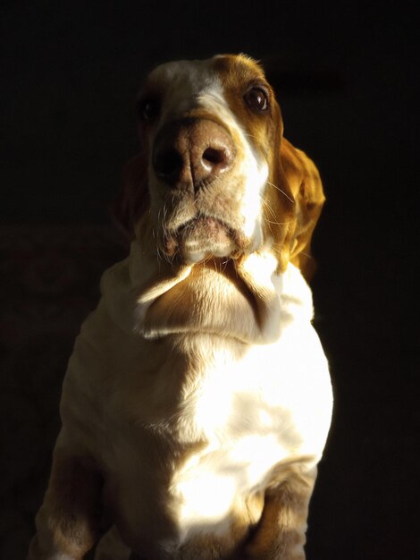 Foto prossimo piano del cane