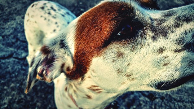 Close-up of dog