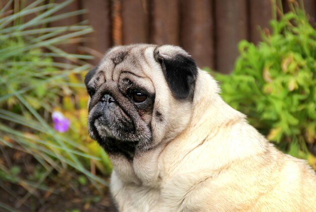 Photo close-up of a dog