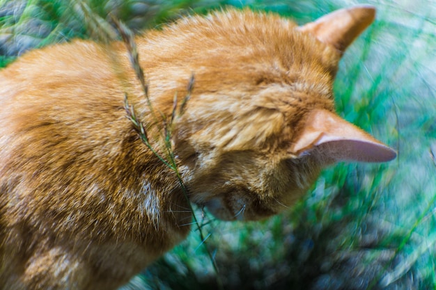 Photo close-up of dog