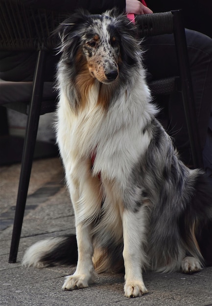 Foto prossimo piano del cane