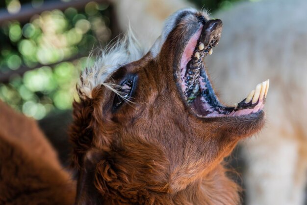 Photo close-up of a dog