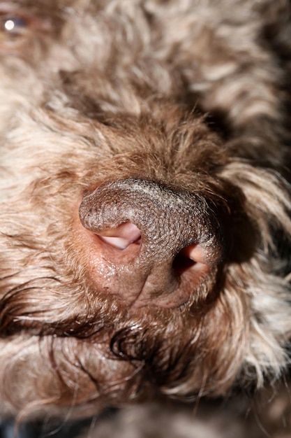 Photo close-up of dog