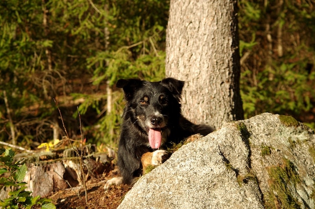 Close-up of a dog