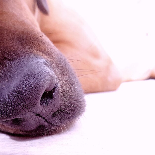 Foto close-up di un cane