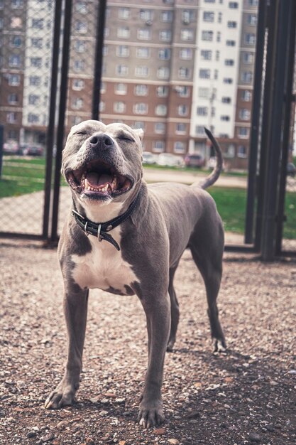 Photo close-up of dog