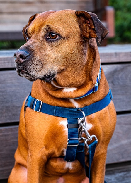 Foto prossimo piano del cane