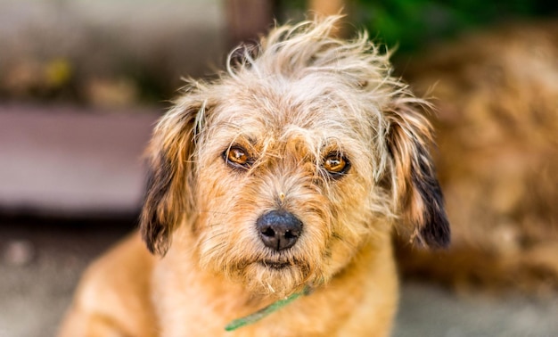 Close-up of dog