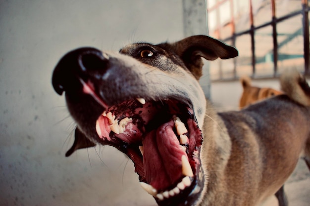 Foto close-up di un cane