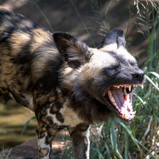 Photo close-up of a dog