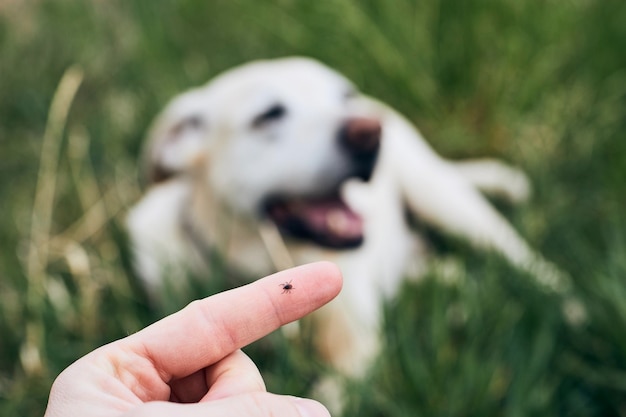 Photo close-up of a dog