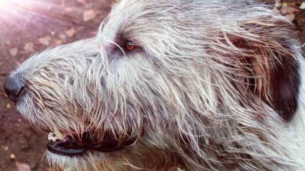 Photo close-up of dog