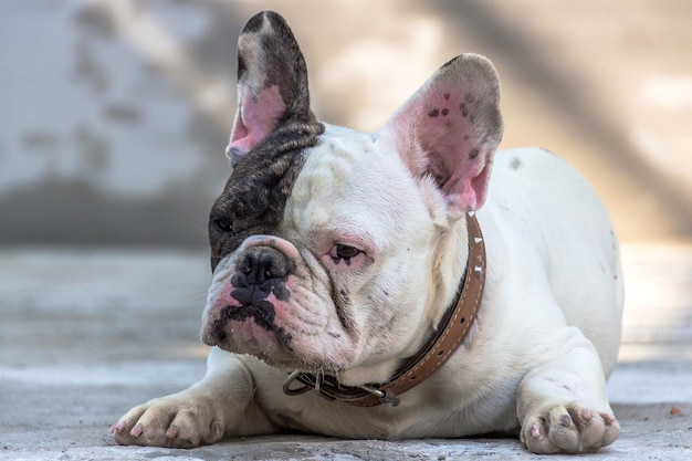 Photo close-up of dog