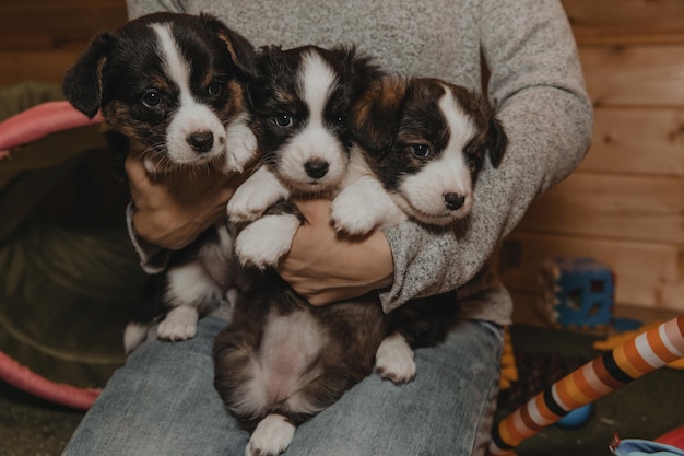 Foto prossimo piano del cane