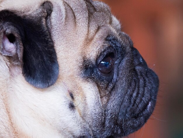 Photo close-up of a dog