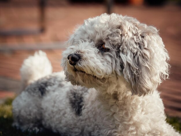 Photo close-up of dog