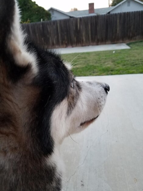 Photo close-up of dog