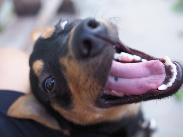 Close-up of a dog