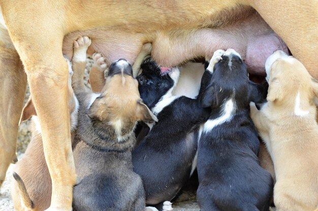 Foto prossimo piano del cane