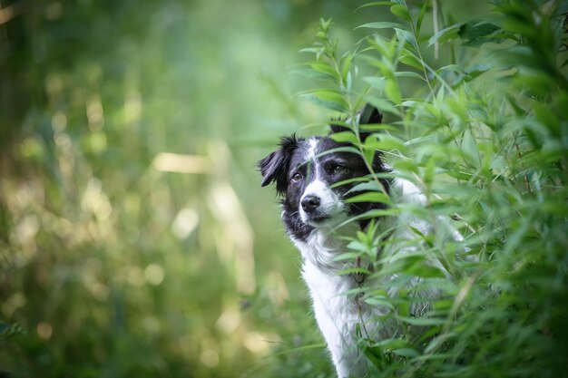 Close-up of dog