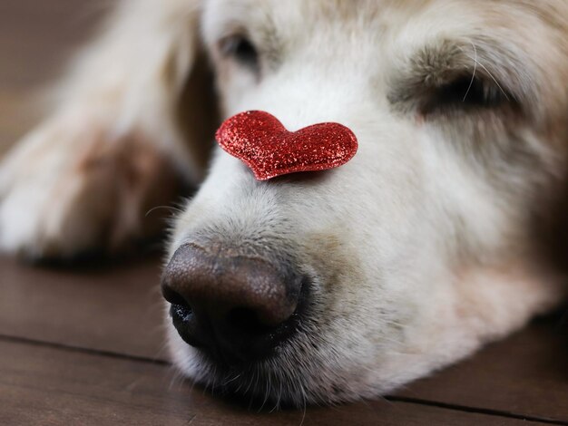 Photo close-up of a dog