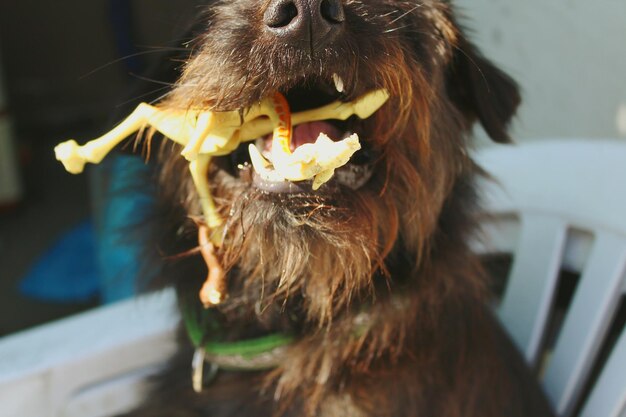 Close-up of a dog