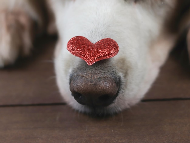 Photo close-up of a dog