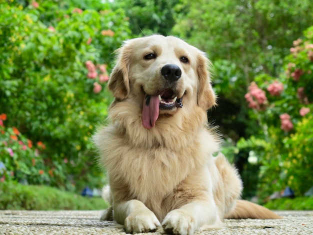 犬のクローズアップ