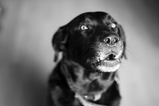 Photo close-up of dog